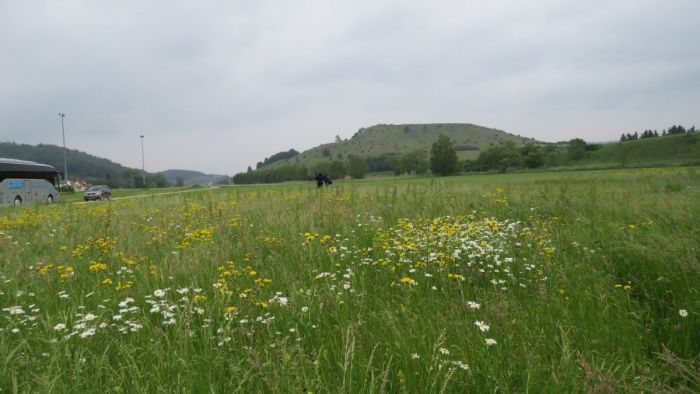 Im Rahmen des LIFE Projektes wurden im Wörnitztal artenreiche Wiesen wiederhergestellt. Auch der Rollenberg im Hintergrund wurde im Rahmen des Vorhabens gepflegt. Bild: E. Rieder
